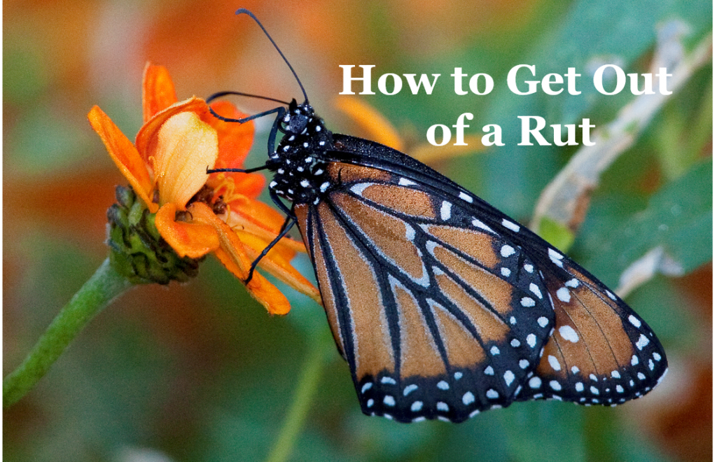 how-to-get-out-of-a-rut-joyce-zook